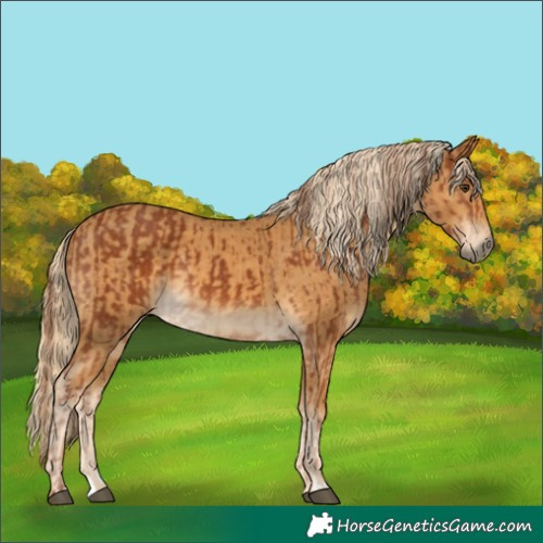 Horse Color:Chestnut  and Palomino 