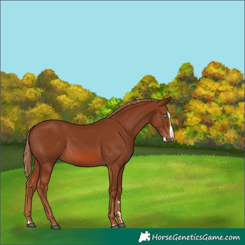 Horse Color:Unknown 