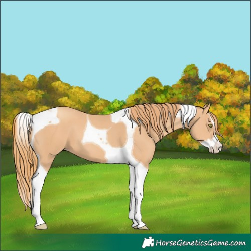 Horse Color:Gold Champagne Splash Tobiano 