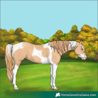 Horse Color:Gold Champagne Splash Tobiano