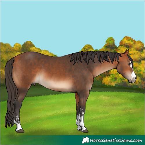 Horse Color:Bay and Bay