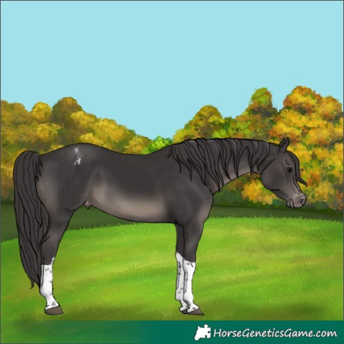Horse Color:Smoky Black Tobiano Varnish 