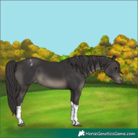 Horse Color:Smoky Black Tobiano Varnish