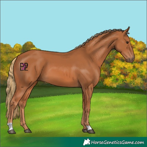 Horse Color:Chestnut 