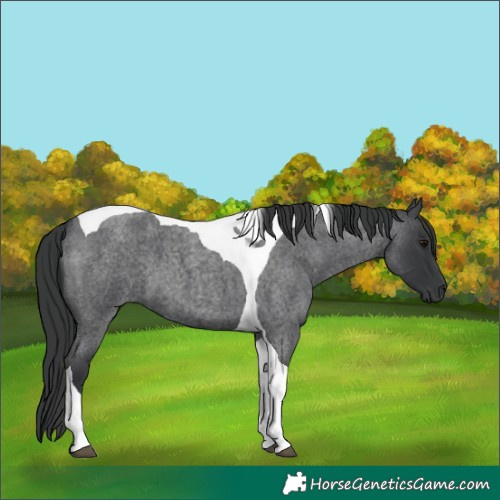 Horse Color:Blue Roan Tobiano