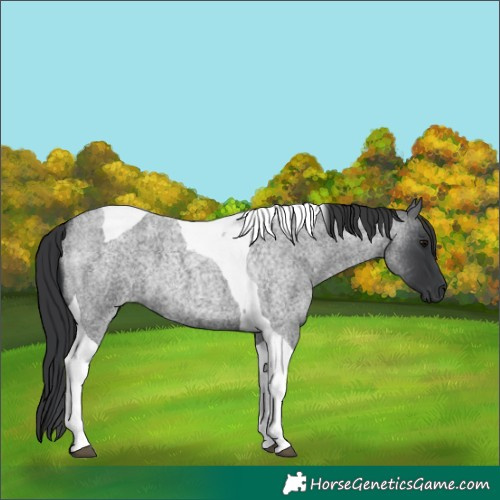 Horse Color:Blue Roan Tobiano