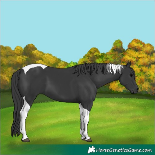 Horse Color:Black Tobiano 