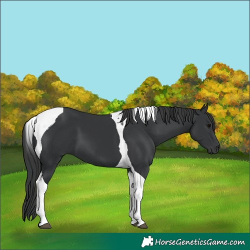 Horse Color:Black Tobiano