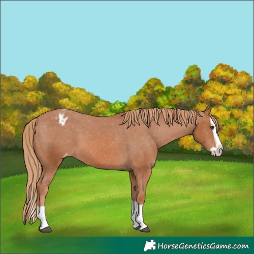 Horse Color:Chestnut Splash Appaloosa 