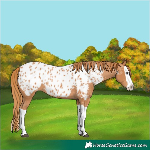 Horse Color:Chestnut Splash Near Leopard 