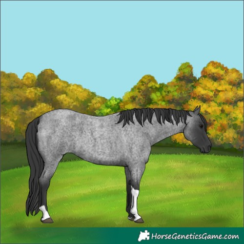Horse Color:Blue Roan Tobiano 