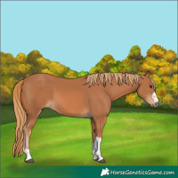Horse Color:Chestnut 