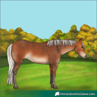 Horse Color:Bay  and Silver Bay 