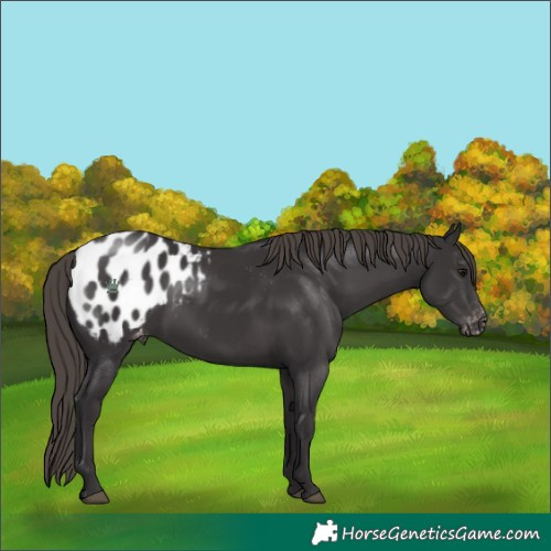 Horse Color:Smoky Black Appaloosa