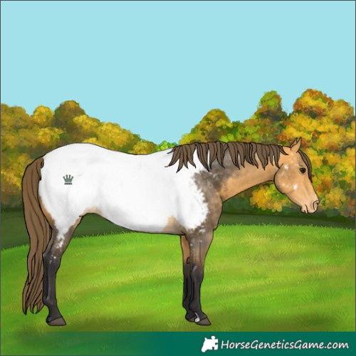 Horse Color:Buckskin Appaloosa 