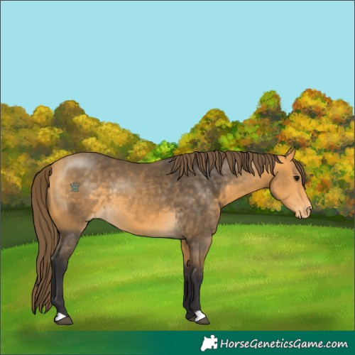 Horse Color:Buckskin Appaloosa