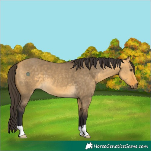 Horse Color:Buckskin Dun 
