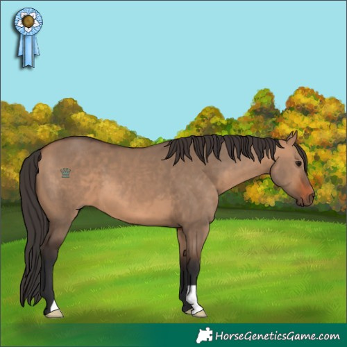 Horse Color:Bay Dun 