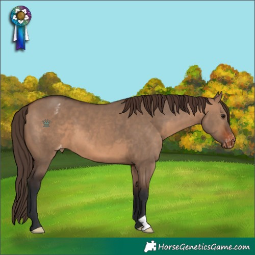 Horse Color:Brown Dun Appaloosa