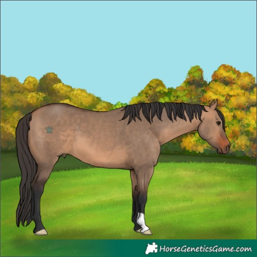 Horse Color:Bay Dun 