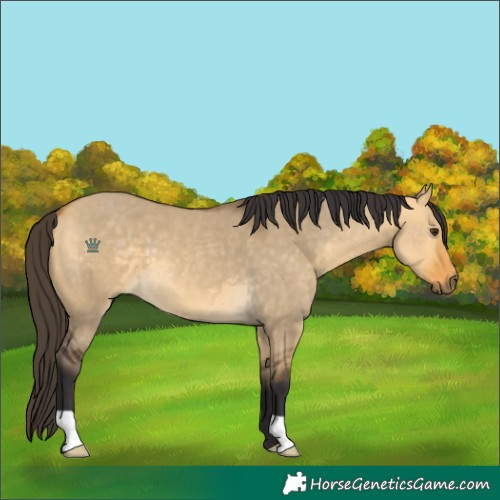 Horse Color:Buckskin Dun 