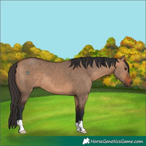 Horse Color:Bay Dun 