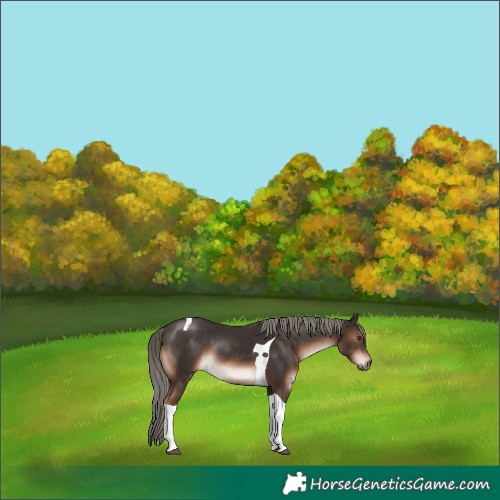 Horse Color:Liver Chestnut Mushroom Tobiano Rabicano 