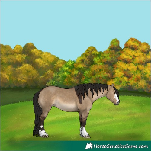 Horse Color:Gray Bay Dun 