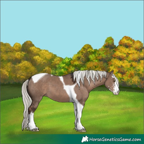 Horse Color:Liver Red Dun Mushroom Sabino Tobiano 