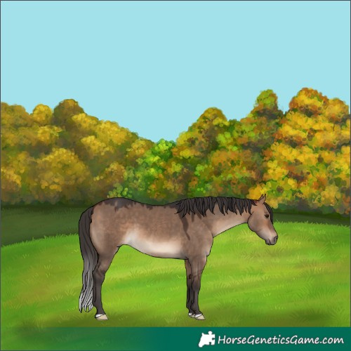 Horse Color:Bay Dun
