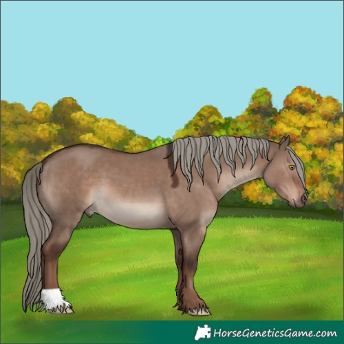 Horse Color:Liver Red Dun Mushroom 