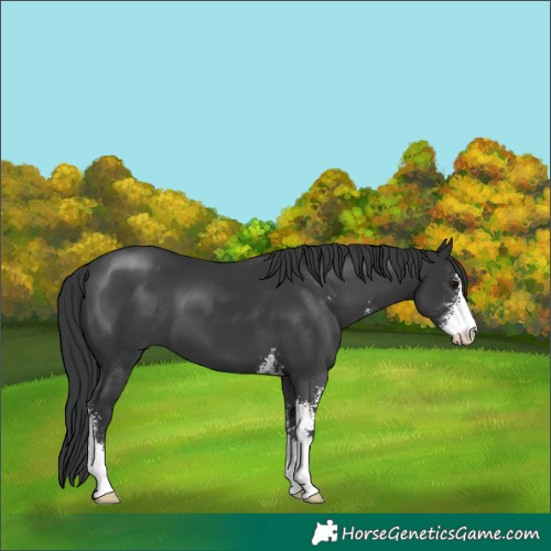 Horse Color:Black Mushroom Sabino