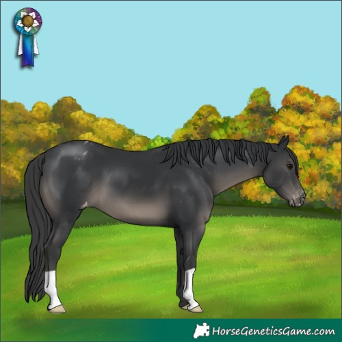 Horse Color:Black Mushroom Appaloosa