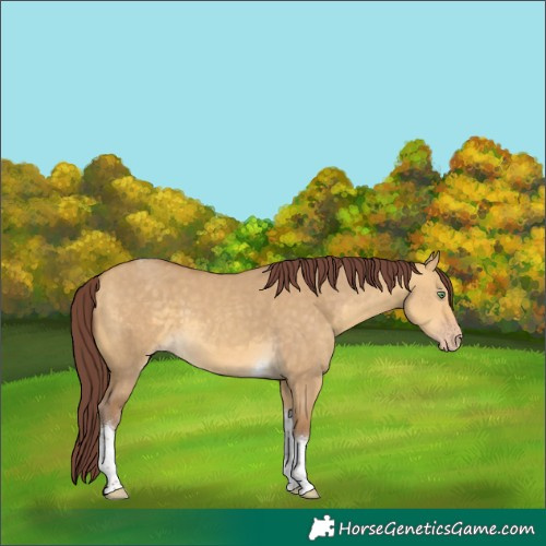 Horse Color:Chocolate Sable Cream Champagne Dun Tobiano