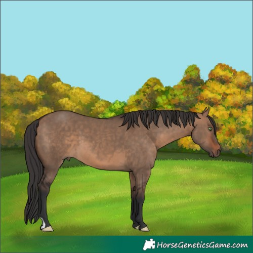 Horse Color:Brown Dun 