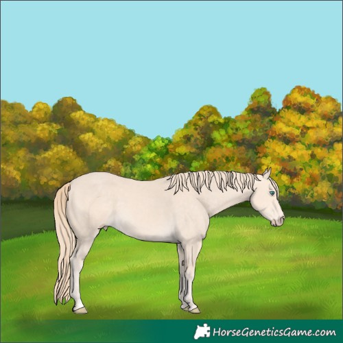 Horse Color:Chocolate Perlino