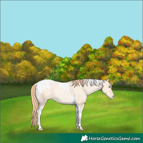 Horse Color:Amber Cream Champagne Pearl Tobiano Appaloosa 