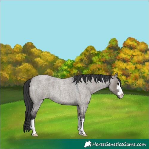 Horse Color:Grullo Roan 