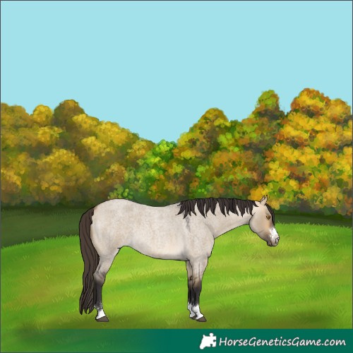 Horse Color:Buckskin Roan Dun