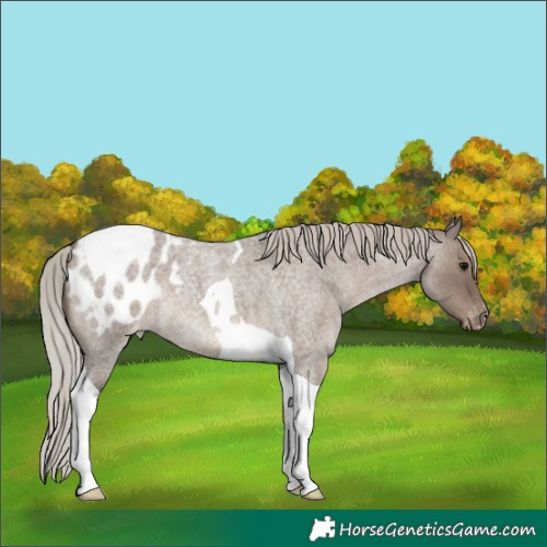 Horse Color:Silver Grullo Roan Tobiano Appaloosa