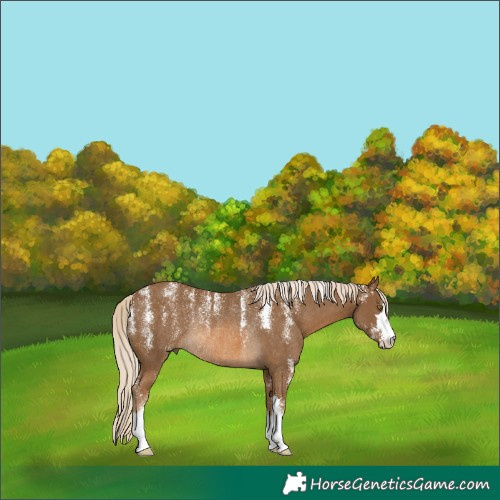 Horse Color:Powder White Chocolate Palomino Rabicano