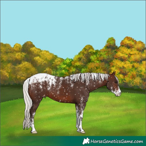 Horse Color:Powder White Silver Brown Appaloosa 