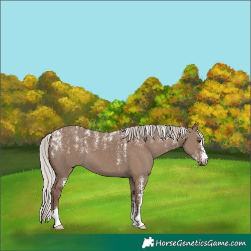 Horse Color:Powder White Silver Grullo 