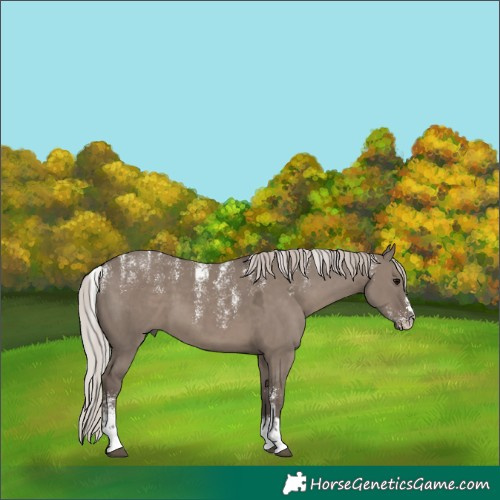 Horse Color:Powder White Silver Grullo