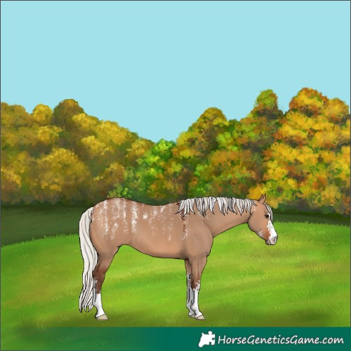 Horse Color:Powder White Silver Bay Dun