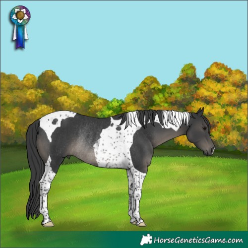 Horse Color:Black Tobiano Rabicano