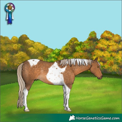 Horse Color:Chocolate Palomino Tobiano Rabicano 