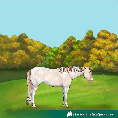 Horse Color:White Spotted Gold Champagne Dun Tobiano 