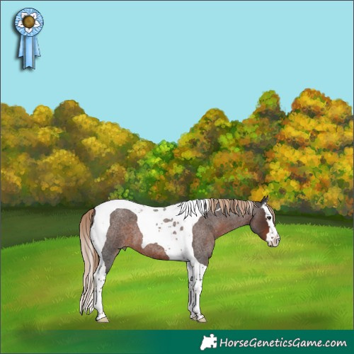 Horse Color:Liver Red Roan Splash Tobiano 