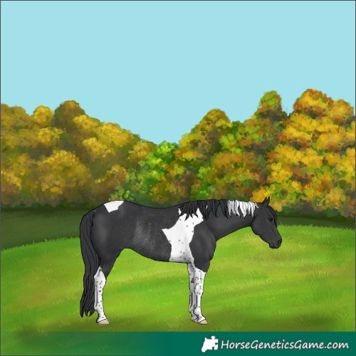 Horse Color:Black Tobiano Rabicano